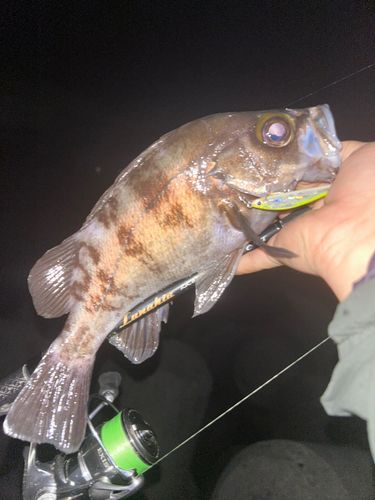 シロメバルの釣果