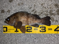 メバルの釣果