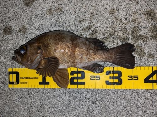 メバルの釣果