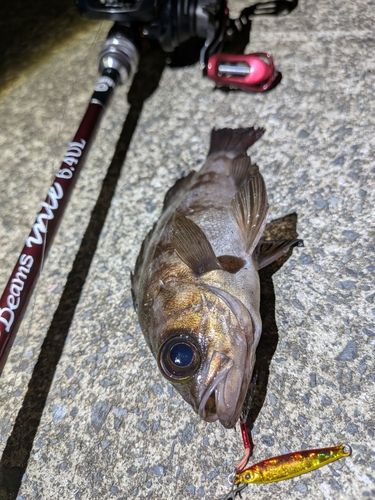 メバルの釣果
