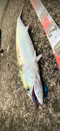 サゴシの釣果