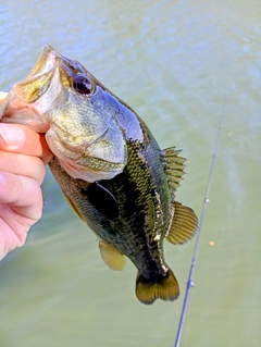 ラージマウスバスの釣果