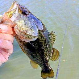 ラージマウスバス