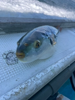シマフグの釣果