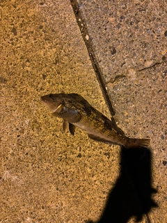 アイナメの釣果