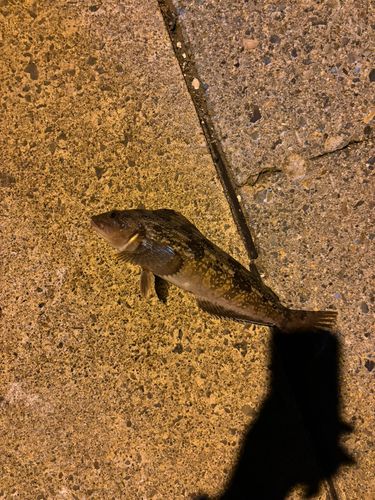 アイナメの釣果