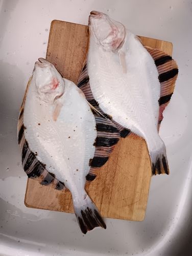 ホシガレイの釣果