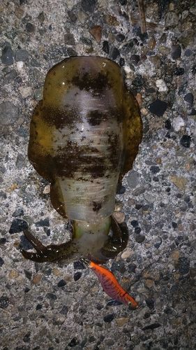 アオリイカの釣果