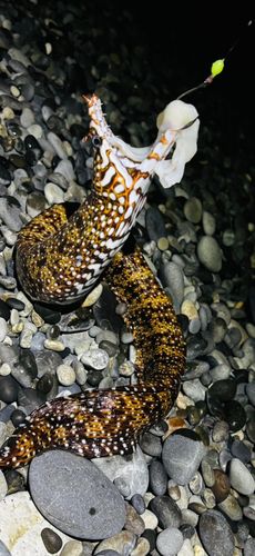 七里御浜