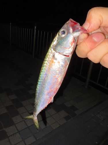 サバの釣果