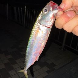 サバ