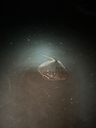 エイの釣果