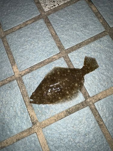 ソゲの釣果