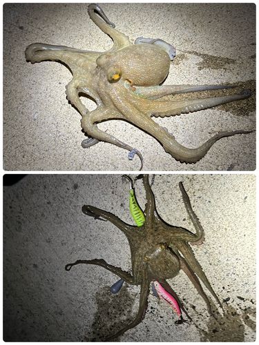 タコの釣果
