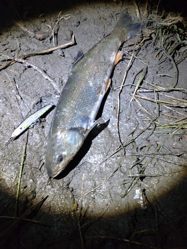 マルタウグイの釣果