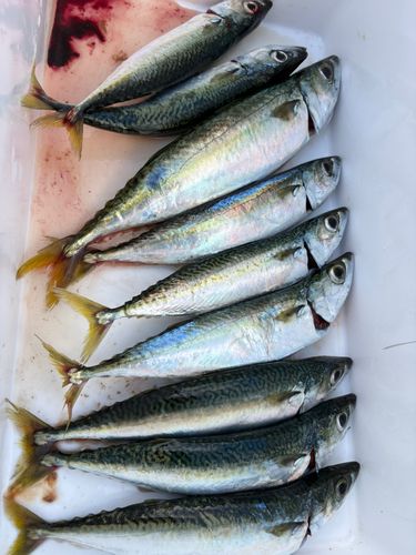 サバの釣果