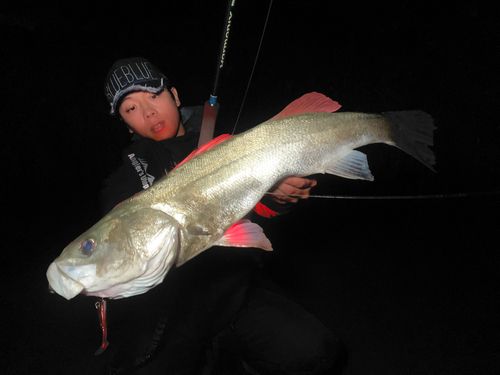 シーバスの釣果