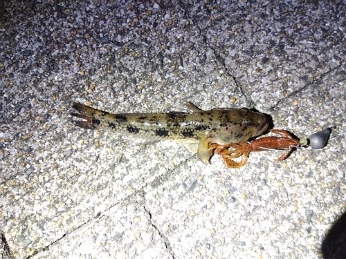 ウロハゼの釣果