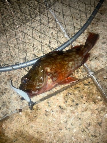カサゴの釣果
