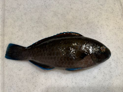 アオブダイの釣果