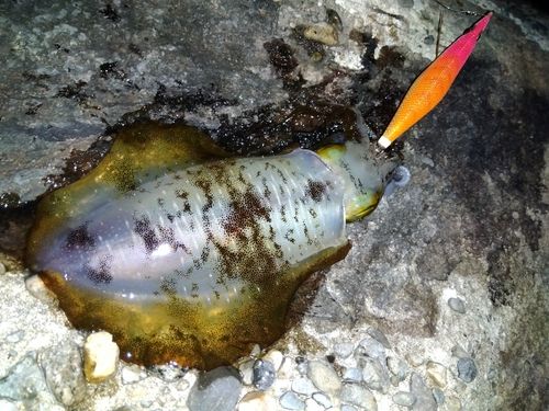 アオリイカの釣果