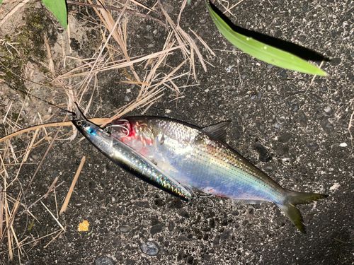 コノシロの釣果
