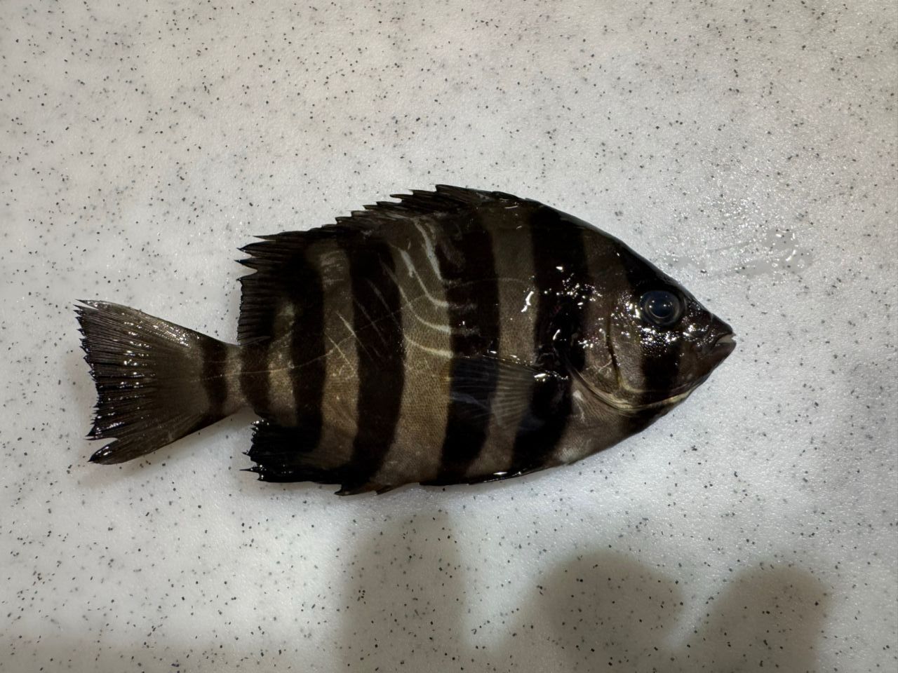 イシダイ