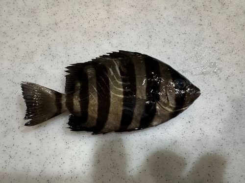 イシダイの釣果
