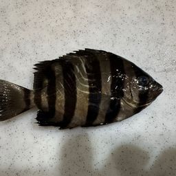 イシダイ