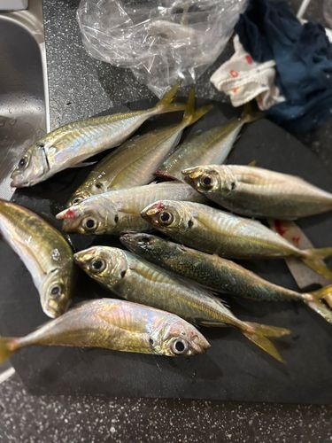マアジの釣果
