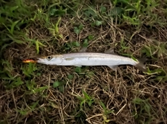 カマスの釣果