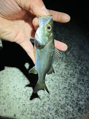 セイゴ（マルスズキ）の釣果