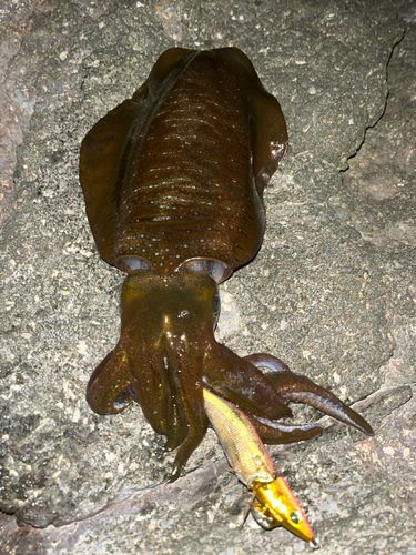アオリイカの釣果