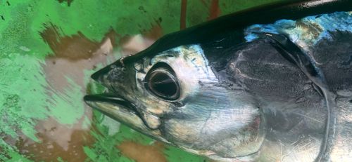 カツオの釣果