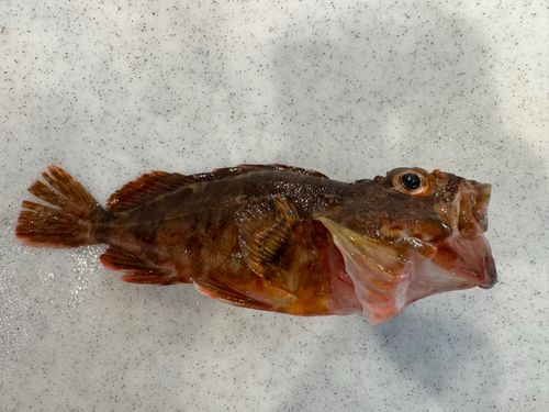 カサゴの釣果