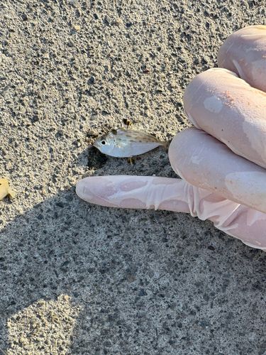 ヒイラギの釣果