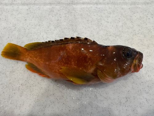 アカハタの釣果