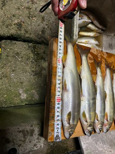 アユの釣果