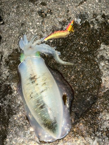 アオリイカの釣果