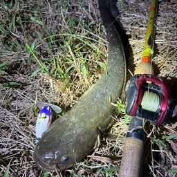 ナマズ