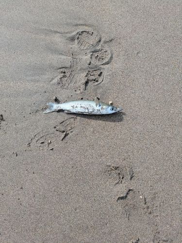 仙南サーフ