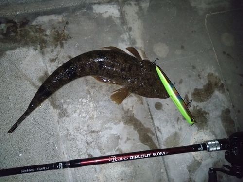 マゴチの釣果