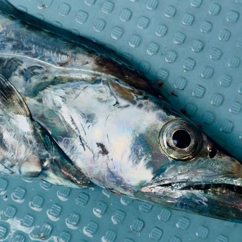 タチウオの釣果