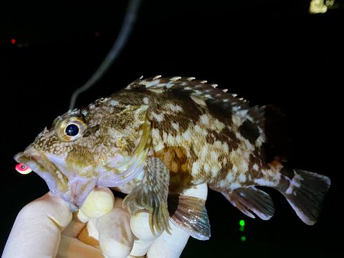ガシラの釣果