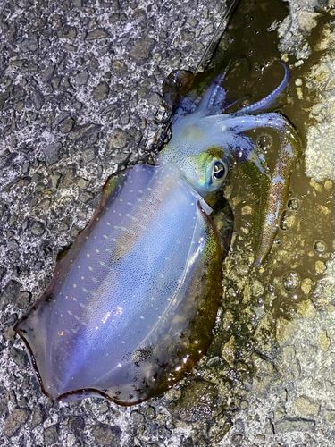 アオリイカの釣果