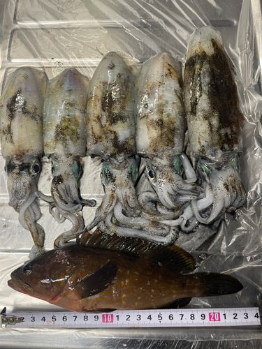 アオリイカの釣果