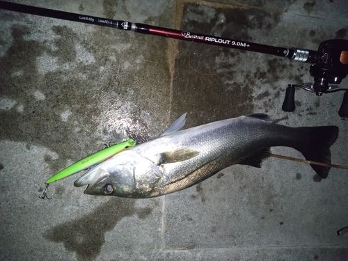 シーバスの釣果