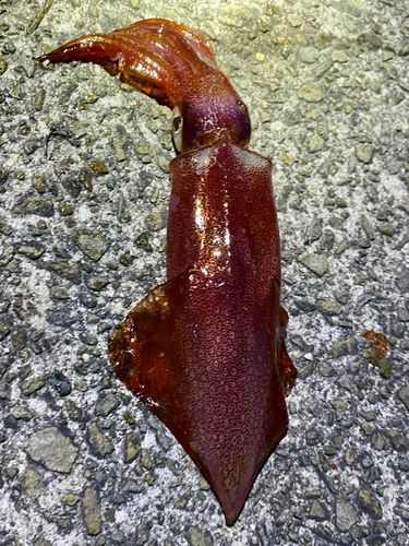ケンサキイカの釣果