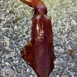 ケンサキイカ