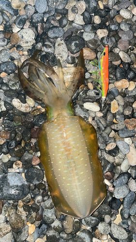 アオリイカの釣果